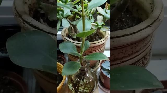 клузия Росея, растение которое у меня растет без грунта! смотреть онлайн