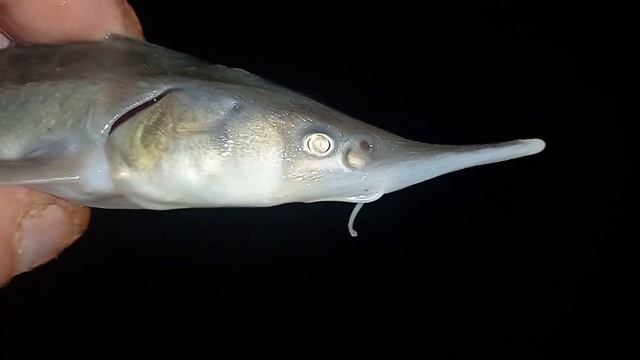 Стерлядь КРАСИВАЯ РЫБА. Рыбалка на Оби донку. Редкие необычные осетровые рыбы смотреть онлайн