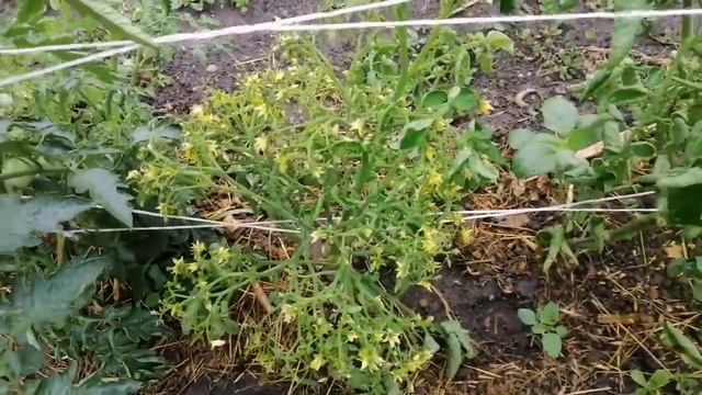 Сок из лопуха. Закатываю:компоты, огурчики карри, кабачковую икру. Мои баклажаны и томаты. смотреть онлайн