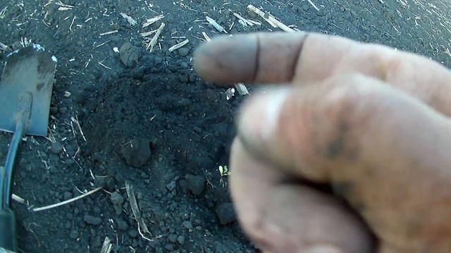 Поиск монет на новом поле смотреть онлайн