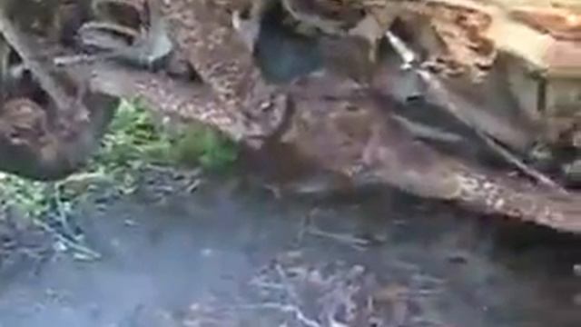 Toyota, простоявшая 7 лет в лесу смотреть онлайн