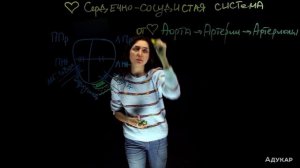 Анатомия. Сердечно-сосудистая система | Биология ЦТ, ЕГЭ