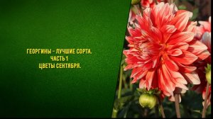 Георгины - лучшие сорта Часть 1 Цветы в сентябре