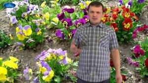 ВИОЛА. Золотые правила выращивания!