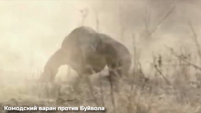 На Что Способен Буйвол в Деле Сражения Буйволов Снятые На Камеру смотреть онлайн