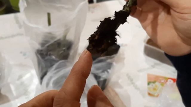 Черенкование роз смотреть онлайн