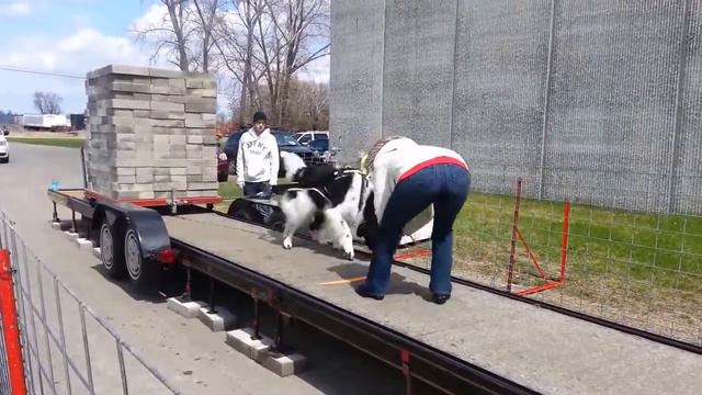 Strongest Newfoundland on Earth смотреть онлайн