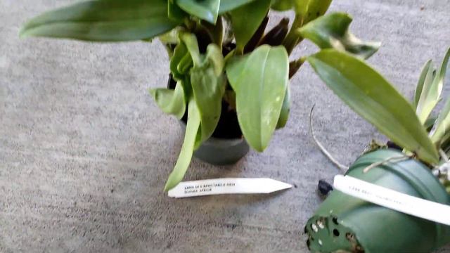 Brassavola & Dendrobium mini-find смотреть онлайн