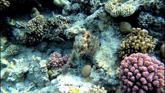 Синий осьминог / Day octopus. Коралловый риф отеля Pyramisa Sahl Hasheesh. Красное море. Египет. смотреть онлайн