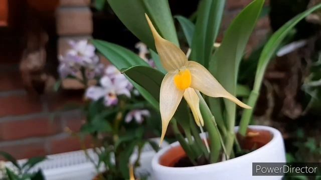 Орхидеи для подоконников маленький Бульбофиллум. Bulbophyllum ankylochele смотреть онлайн