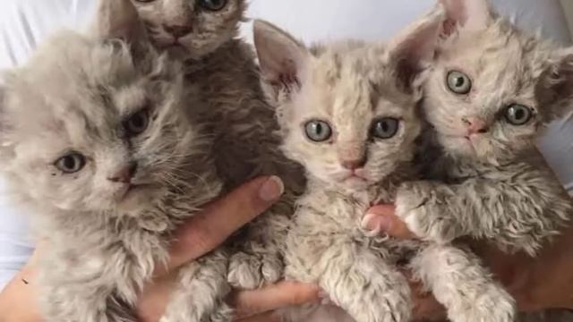 Кошка в приюте родила странного котенка, а когда он вырос, все были в шоке смотреть онлайн