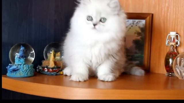 Я пушистый беленький котенок смотреть онлайн