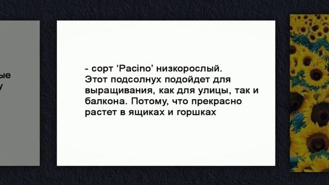 Декоративные сорта подсолнуха для дачи смотреть онлайн