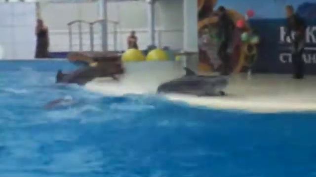 Дельфинарий в Коктебеле смотреть онлайн