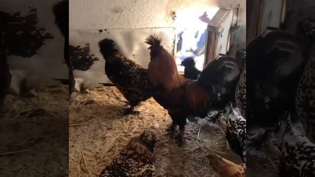 Павловские Куры в курятнике.22.11.19 смотреть онлайн