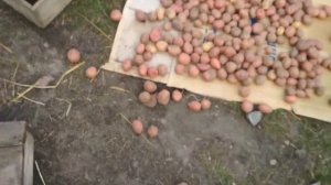 ОБРАБОТКА КАРТОФЕЛЯ ПЕРЕД ПОСАДКОЙ