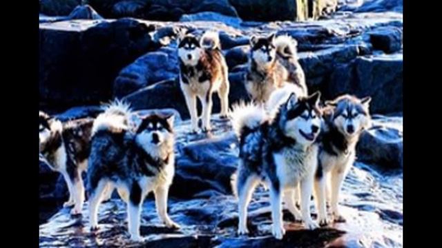 породистые милые щенята и собаки смотреть онлайн