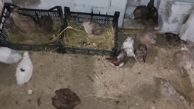 Съездили по зерно. Индюки привыкли. смотреть онлайн