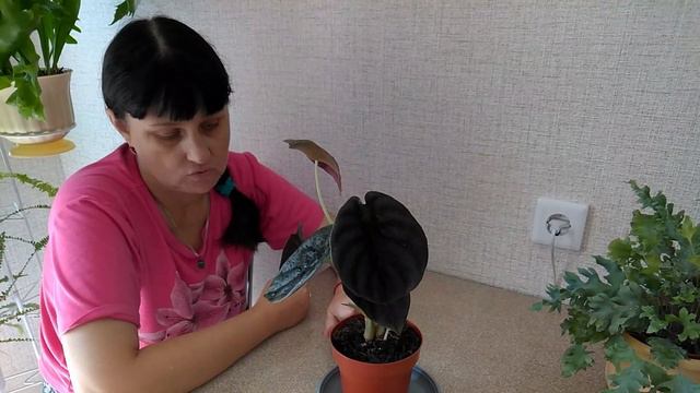 Мои комнатные растения // Что у меня нового из растений смотреть онлайн