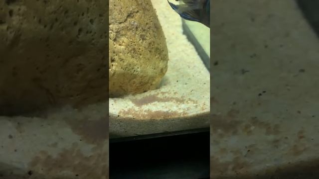 More wrigglers смотреть онлайн