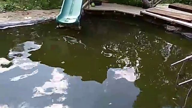 Очистка пруда, очистка воды. Самый простой способ. смотреть онлайн