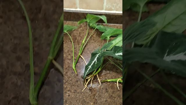 Potting Up My #syngonium Wendlandii❤️🌱the Cuttings Rooted In 3 Weeks #propagation #houseplants