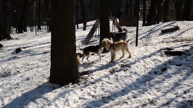 Англійський кокер-спаніель на прогулянці з біглями смотреть онлайн
