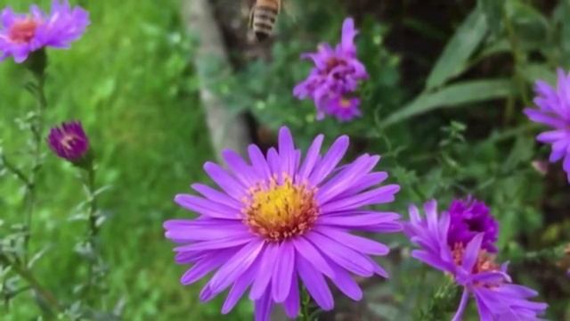 Заговоры и ритуалы по дням недели. смотреть онлайн