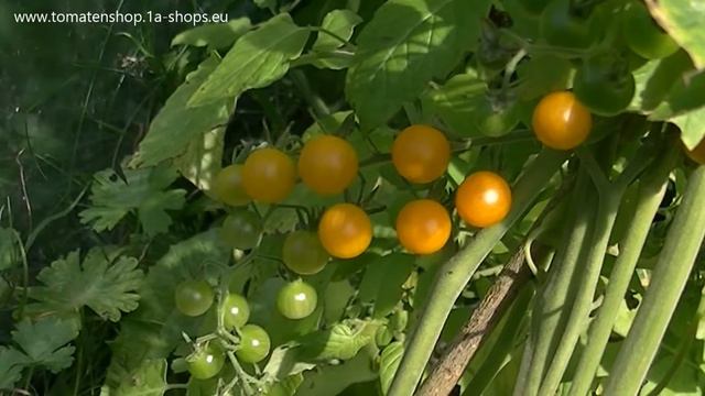 Tomatensorte "Currant Gold Rush" смотреть онлайн