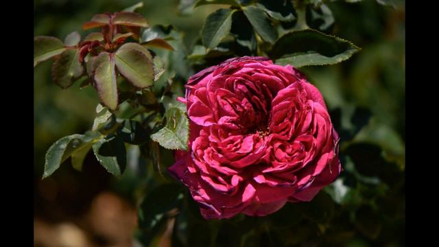 William Shakespeare 2000 Rose