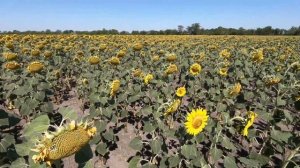 "Погоня за влагой", к чему приводит прикатывание посевов подсолнечника?