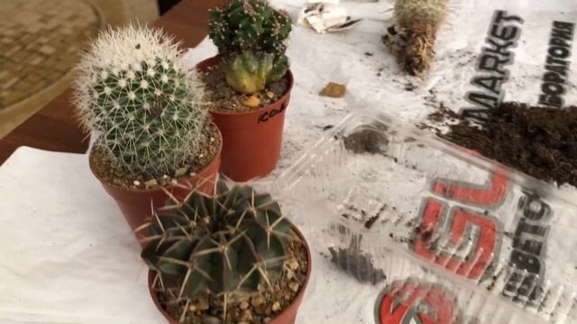 Как правильно поливать кактусы #кактус #полив.