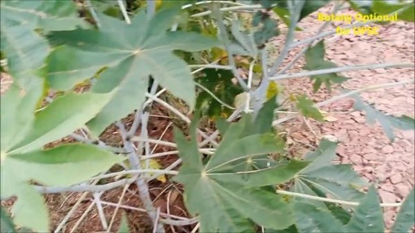 Ricinus communis Plant: Botanical Description: Petrocrops: Seeds: Caster Oil: Medicinal Importance