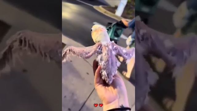 Из такого маленького яйца, вырос такой красавчик.🦜