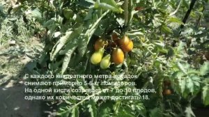 томат "Черный мавр" Для теплиц и открытого грунта. Отзыв.