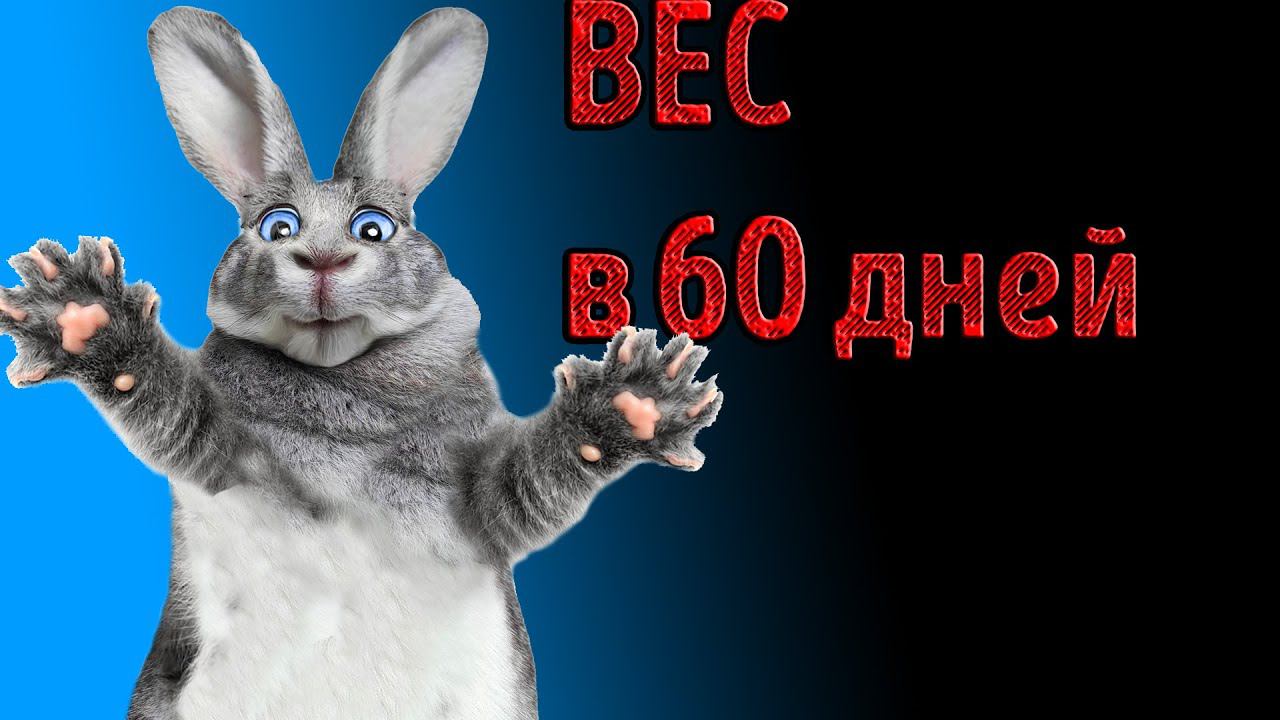 Бугаюшечка. Сколько весит кролик в 60 дней смотреть онлайн