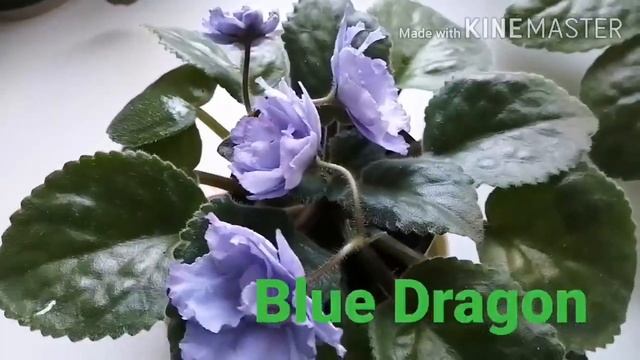 ФИАЛКИ ОСЕНЬЮ. Какие сорта фиалок у меня зацвели. смотреть онлайн