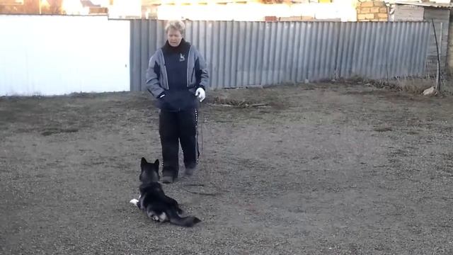 Дрессировка с передержкой