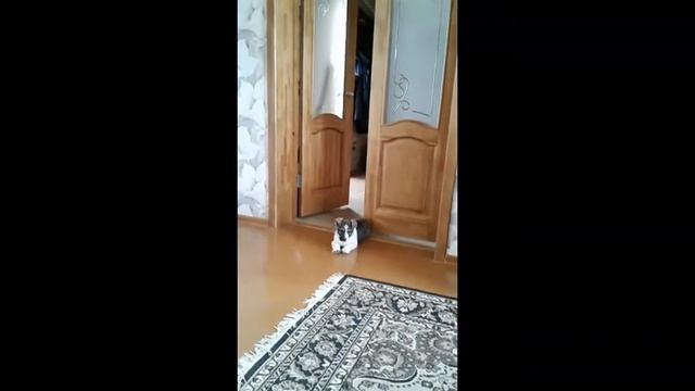 Любимые питомцы/воспитание... смотреть онлайн