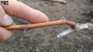 Результаты весенних  прививок на винограде . Прививка винограда в штамб