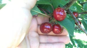 Ранняя вишня"Чудо-Вишня