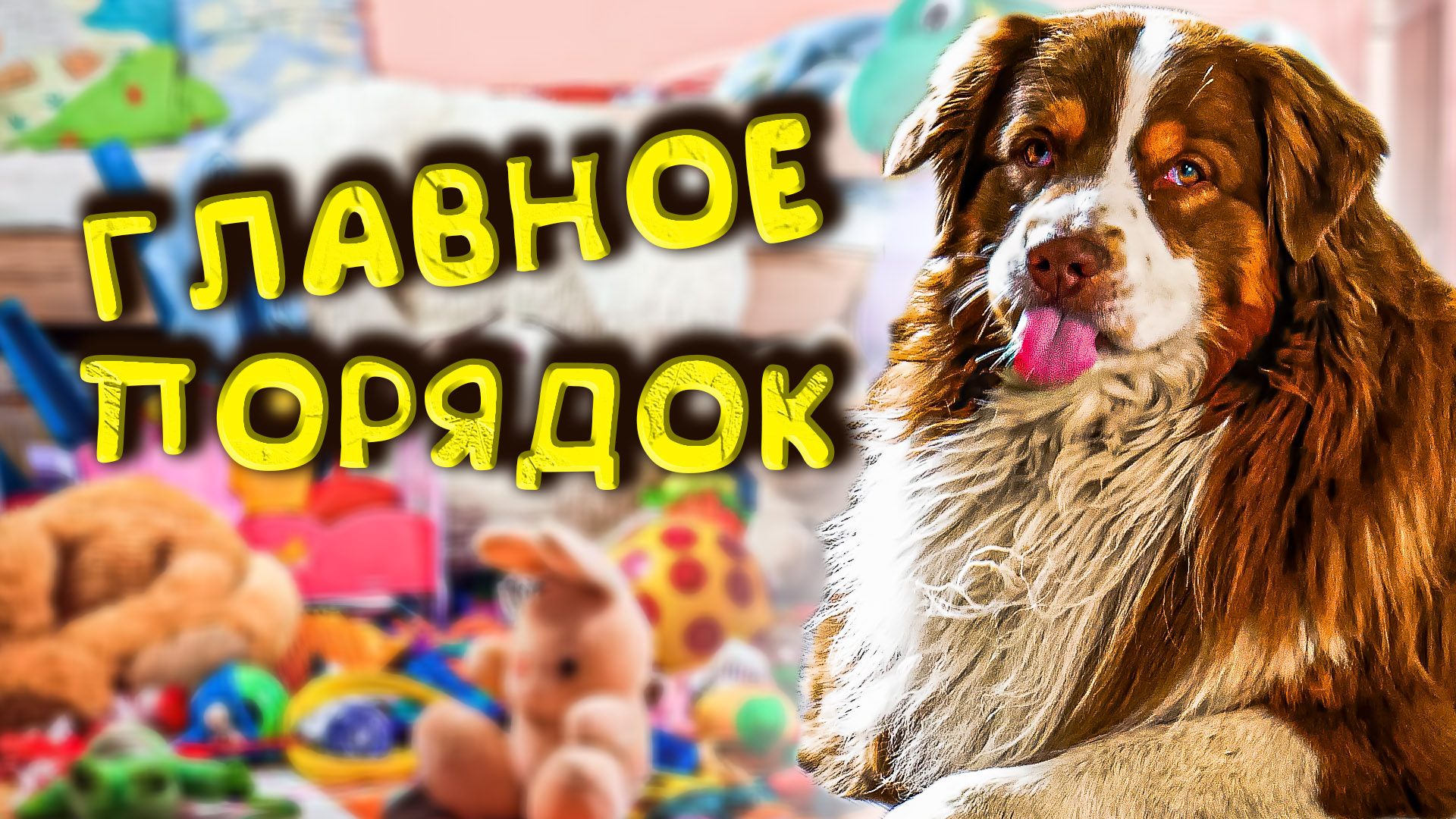 Собака наводит порядок в комнате. #аусси #овчарка #australianshepherd #funnydogvideo