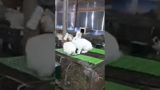 паннон 6 месяцев на продажу смотреть онлайн