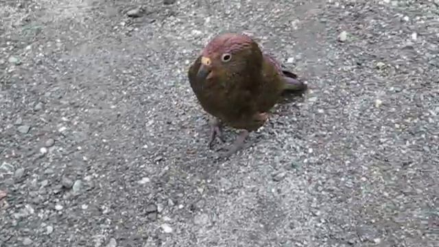 Кеа нападает! смотреть онлайн