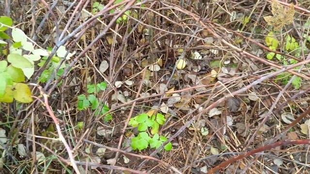 Дача | Ноябрь | Закрываем сезон | Готовим сад к зиме смотреть онлайн