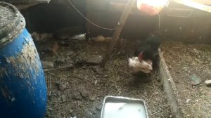 Бой петухов