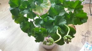 Моя СХЕМА подкормки пеларгонии ДЛЯ ПЫШНОГО ЦВЕТЕНИЯ. Всего ЧЕТЫРЕ удобрения для пеларгонии / герани