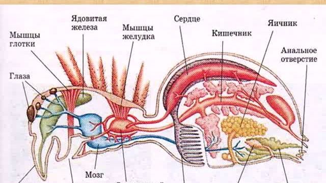 Класс паукообразные смотреть онлайн