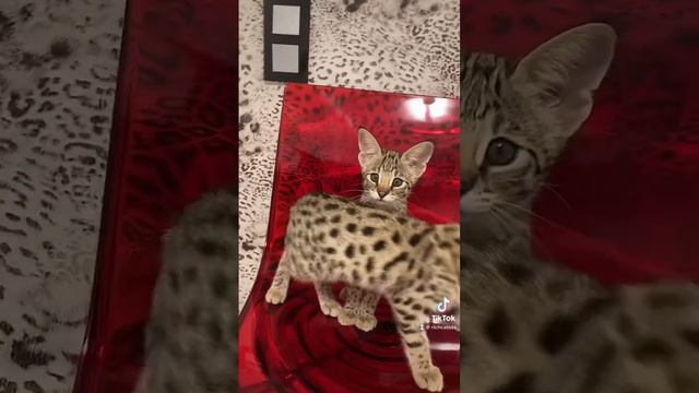 😻🐆savannah f1 kitten 🐱 🐆 #richcatsss #kitten #savannahf1 смотреть онлайн