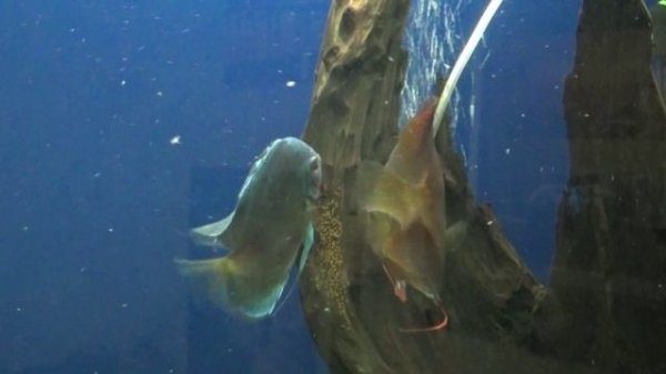 Нерест дискусов (discus spawning)